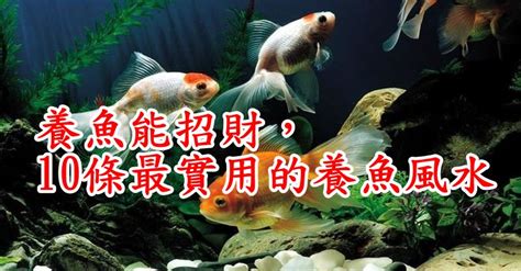 養魚的吉祥數字|養魚能招財，10條最實用的養魚風水（你一定要知道）。